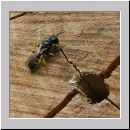 Crossocerus quadrimaculatus - Grabwespe m02.jpg